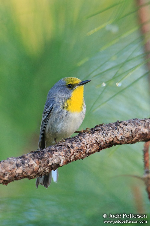 Olive-capped Warbler, Abaco National Park, Bahamas